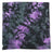 Tie-Dye Bandana Tie-Dye